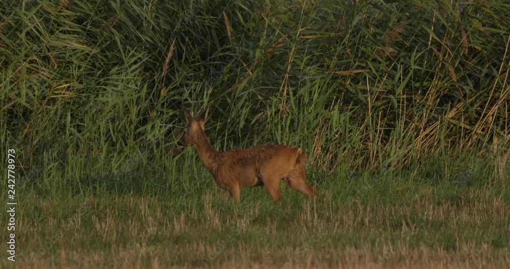 roe deer on a meadow with common cranes roe deer on a meadow with common cranes