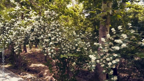 Beautiful Gardens in Tehran, Sadabad Complex photo