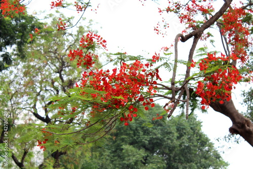 branch with red flower