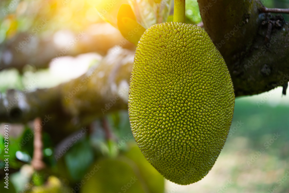 Jack fruits hanging in trees in a tropical Jack fruits hanging in trees in a tropical