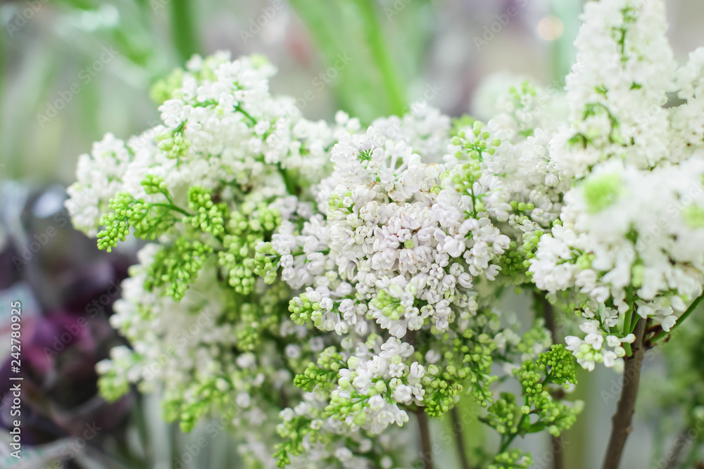 Close-up branch of white lilac in the vase. Beautyful bouquet of white flowers at sale at flower market
