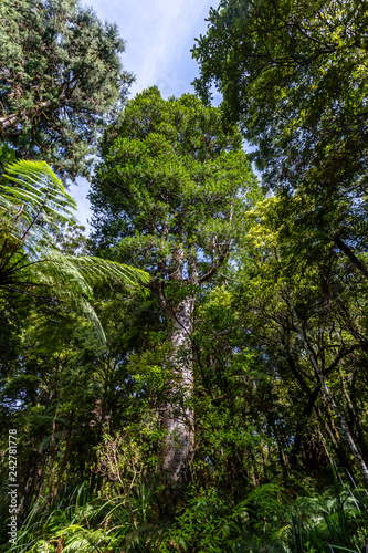 Kauri tree in Waipoua Forest, New Zealand