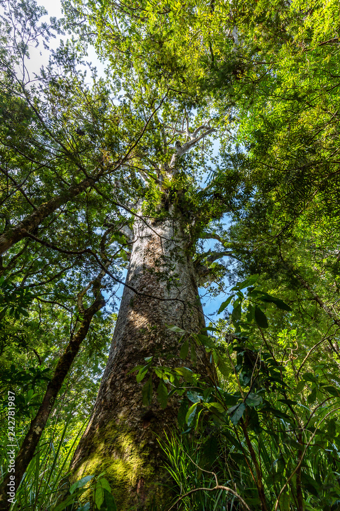Kauri tree in Waipoua Forest, New Zealand Kauri tree in Waipoua Forest, New Zealand