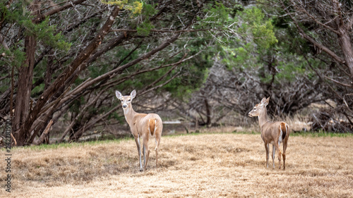 Two Deers Standing on Dry Grass About to Run Away