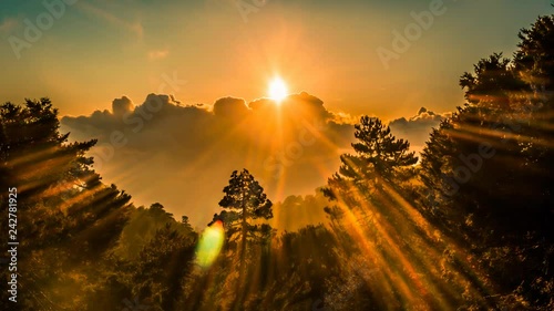 Surreal sunrays forest landscape cinemagraph