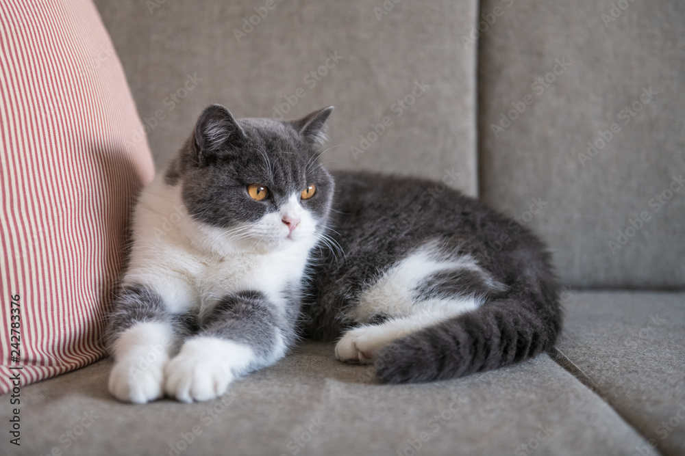 Cute British short-haired cat, indoor shooting Cute British short-haired cat, indoor shooting