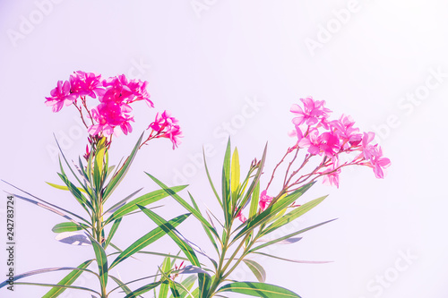 Oleander flower, flower background, Pink flower in the morning.