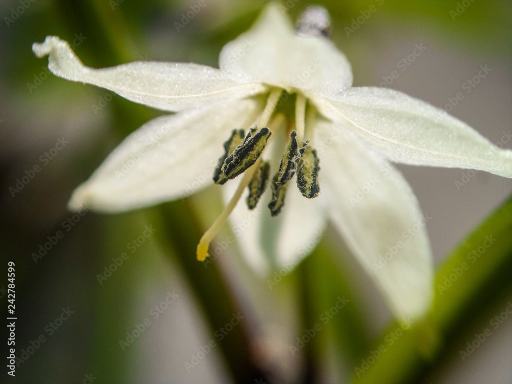 flower of a serrano chile in mexico flower of a serrano chile in mexico