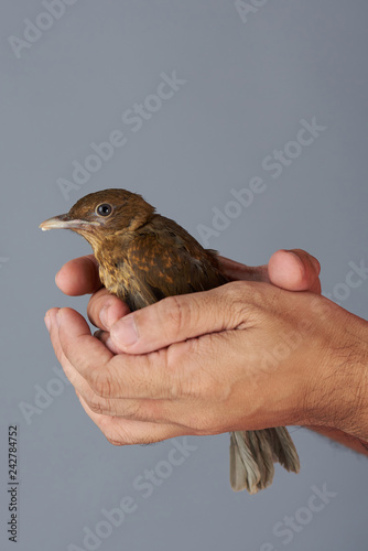 8441150 Holding small bird in hand