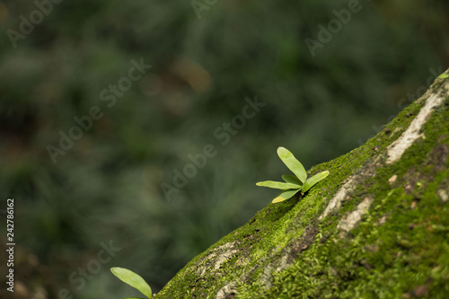 Leaves on the tree