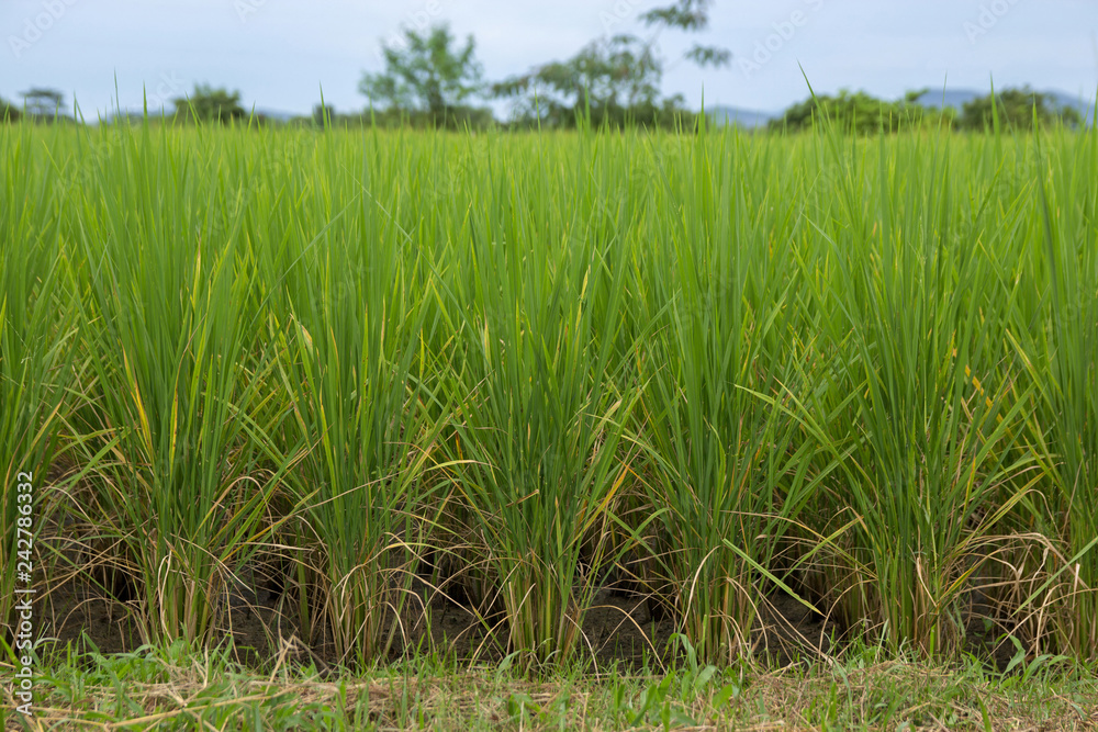  rice seedlings growing in the field