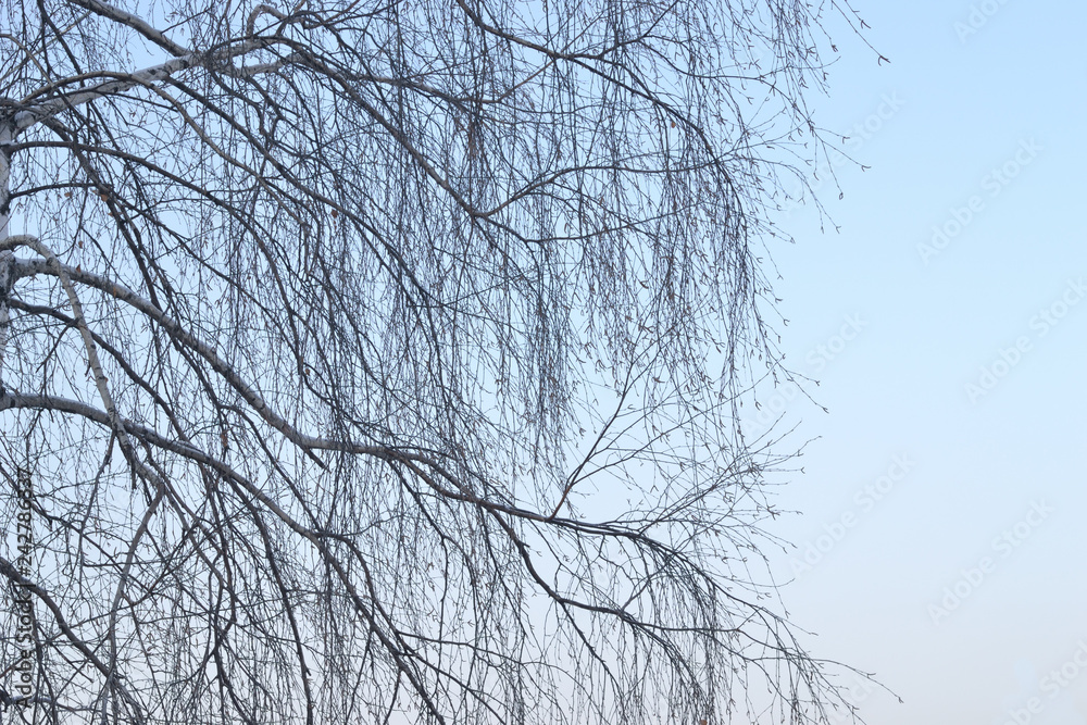 Obraz premium Cienkie gałęzie brzozy na tle błękitnego nieba. Tło. Zimowy. Gałęzie brzozy są bez liści.