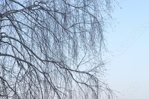 Thin branches of birch against the blue sky. Background.
Winter. Birch branches are without leaves.