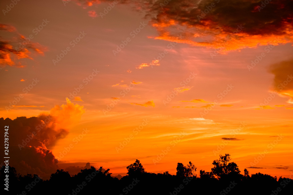 Orange sky / Dramatic sunset orange sky over with silhouette tree and cloud background