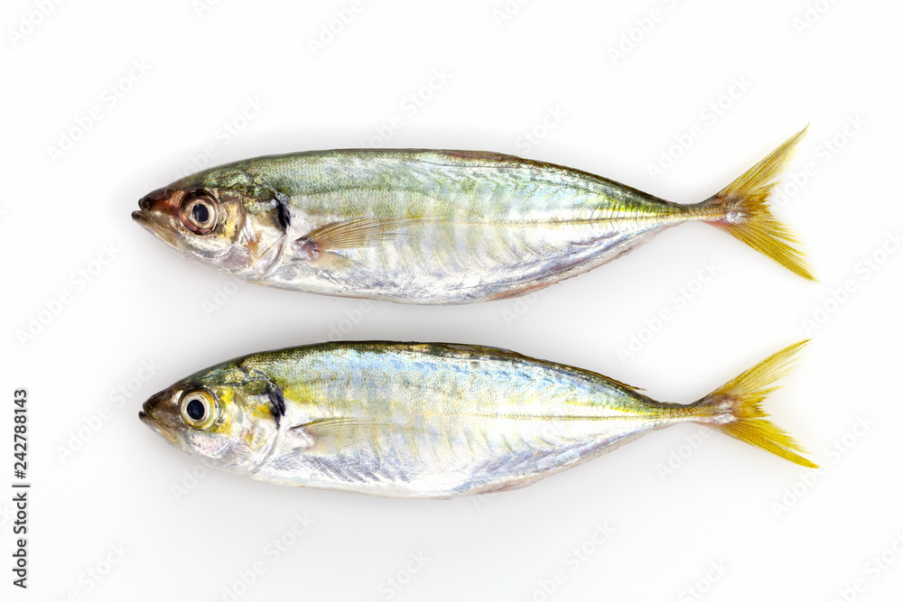 Fresh Yellow stripe trevally fish isolated on white background Fresh Yellow stripe trevally fish isolated on white background