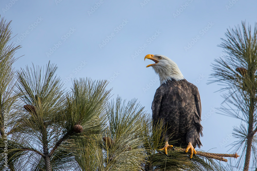 Naklejka premium Eagle calling to another one.