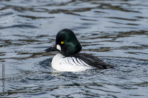 Barrows goldeneye in a lake. photo