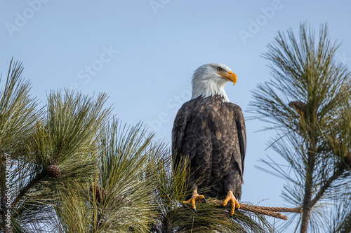 Majestic bald eagle on branch.