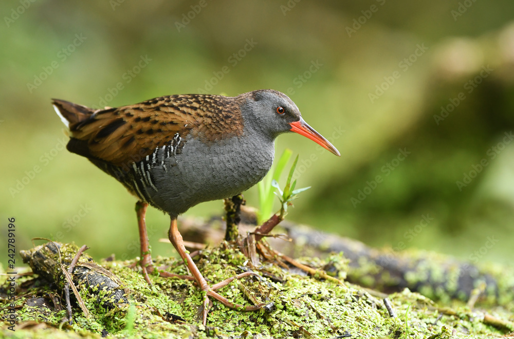 Water Rail (Rallus aquaticus) Water Rail (Rallus aquaticus)