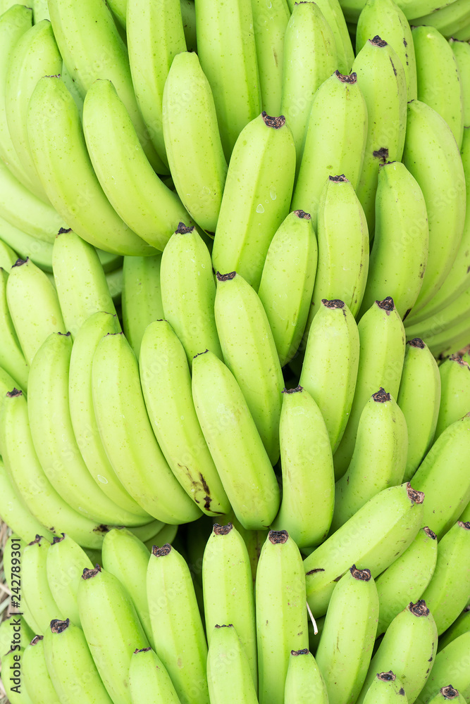 Green bunches of Cavendish banana Green bunches of Cavendish banana