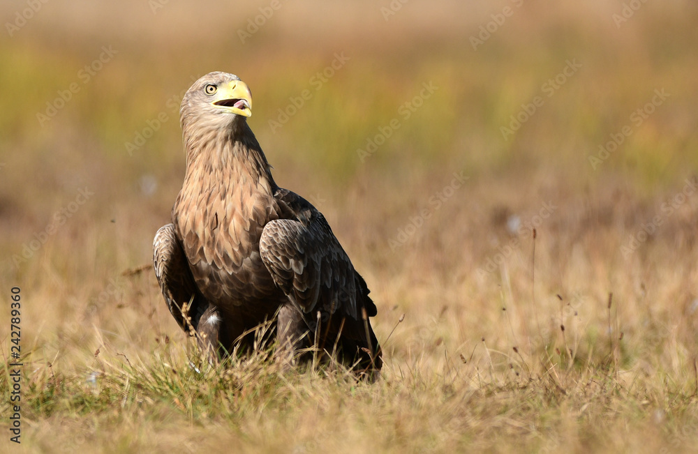 White tailed eagle (Haliaeetus albicilla) White tailed eagle (Haliaeetus albicilla)