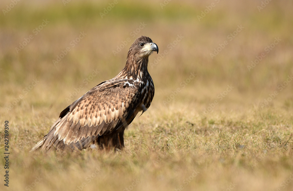 White tailed eagle (Haliaeetus albicilla) White tailed eagle (Haliaeetus albicilla)