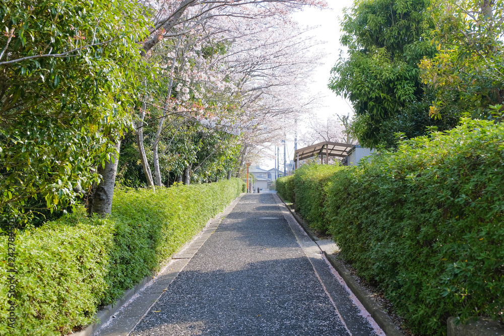 桜の咲く散歩道