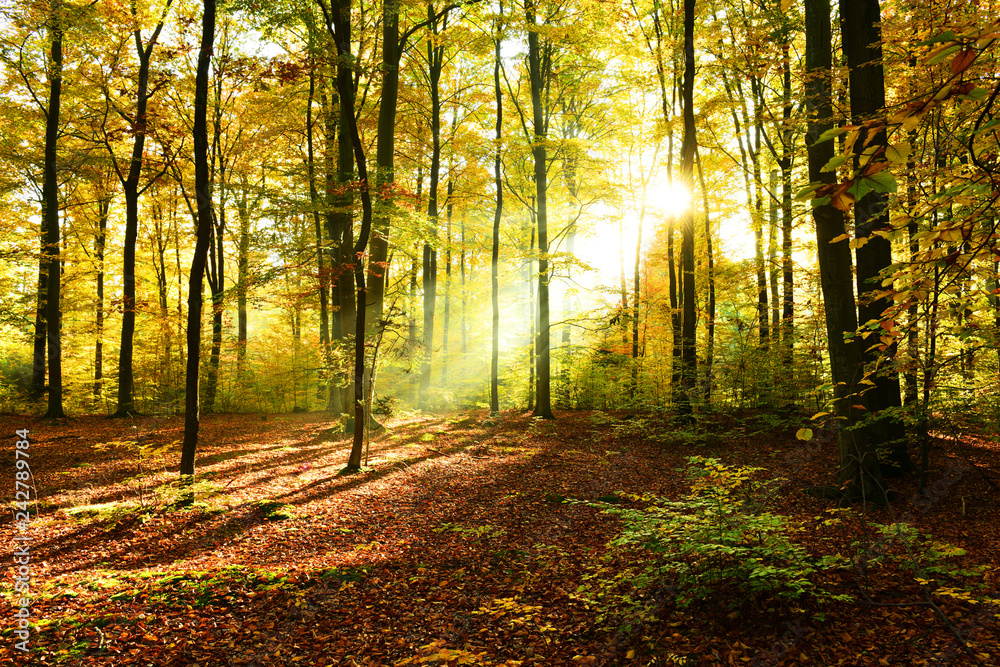 Fototapeta premium Autumn morning in the forest