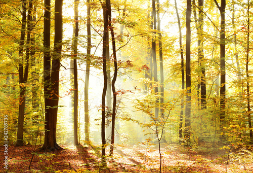 Fototapeta Naklejka Na Ścianę i Meble -  Autumn morning in the forest