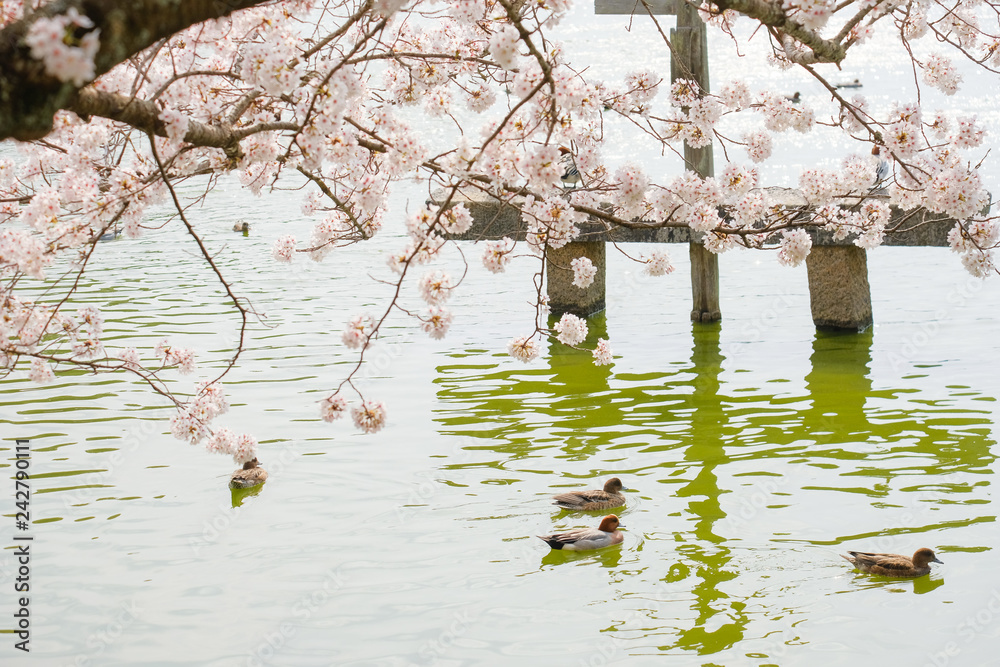 Naklejka premium 橿原神宮の桜と鴨