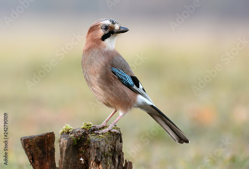 Foto Eurasian Jay (Garrulus glandarius)