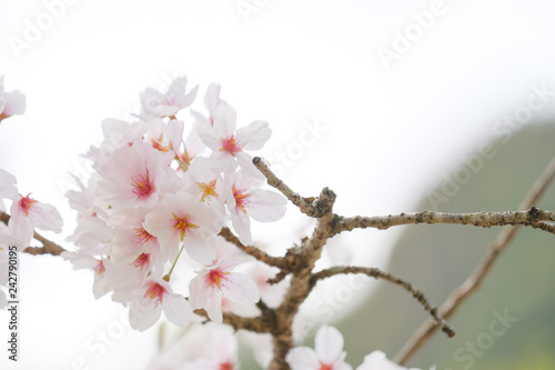 橿原神宮の桜