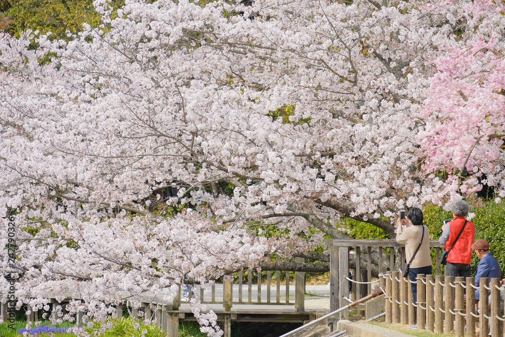 橿原神宮の桜と観光客