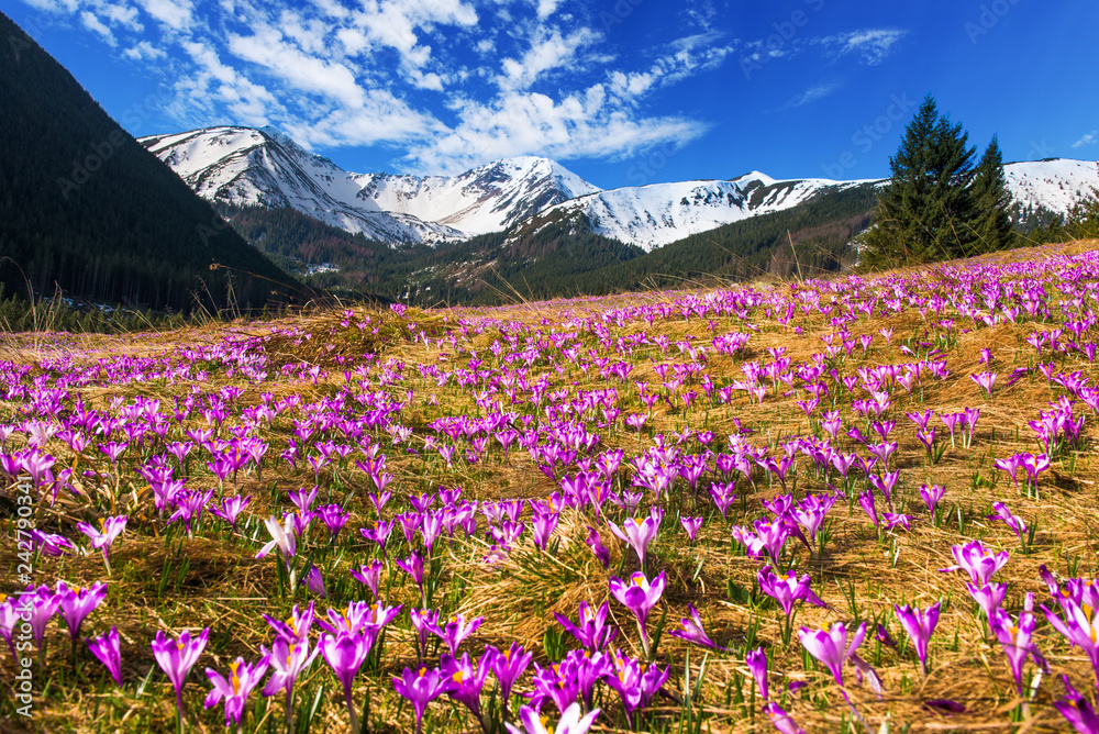 Fototapeta premium Chocholowska valley at spring in Poland