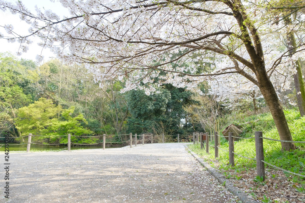 橿原神宮の遊歩道と桜