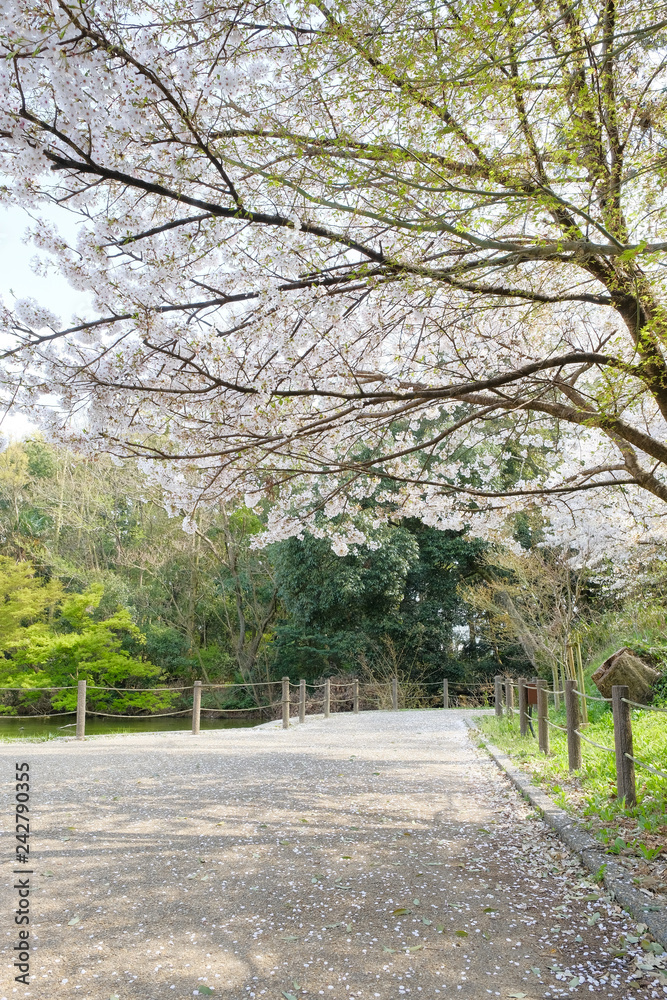 橿原神宮の遊歩道と桜 橿原神宮の遊歩道と桜
