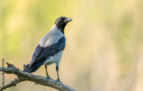Hooded crow (Corvus corone)