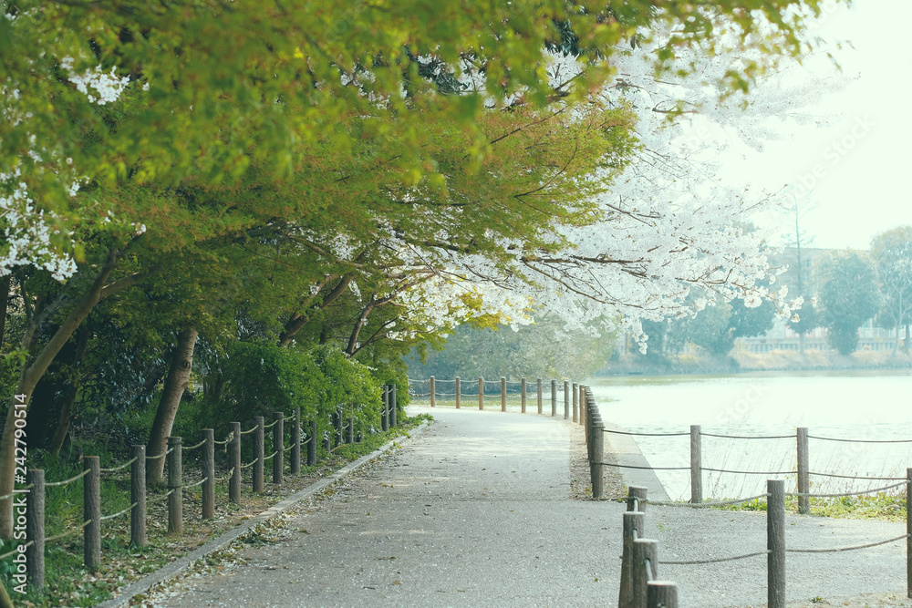 Fototapeta premium 橿原神宮の遊歩道と桜
