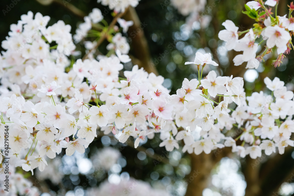 Fototapeta premium 橿原神宮の桜