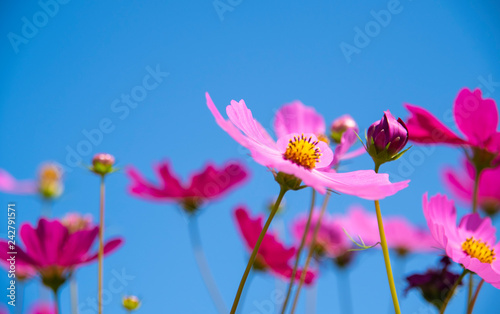 Close up of daisy garden with blue sky background