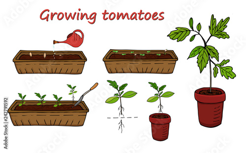 Set of elements on a white background scheme of growing tomatoes. Vector