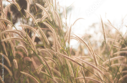 Grass flowers with soft light morning background