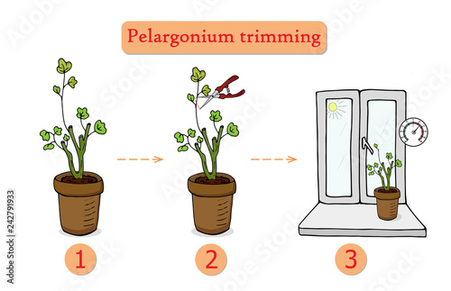 Care for flowers at home. Pruning a flower. Batanica. Flora.Vector photo