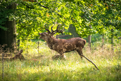 Red Deer Stags  Cervus elaphus 