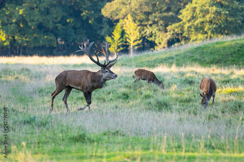 Red Deer Stags  Cervus elaphus 