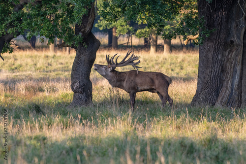 Red Deer Stags  Cervus elaphus 