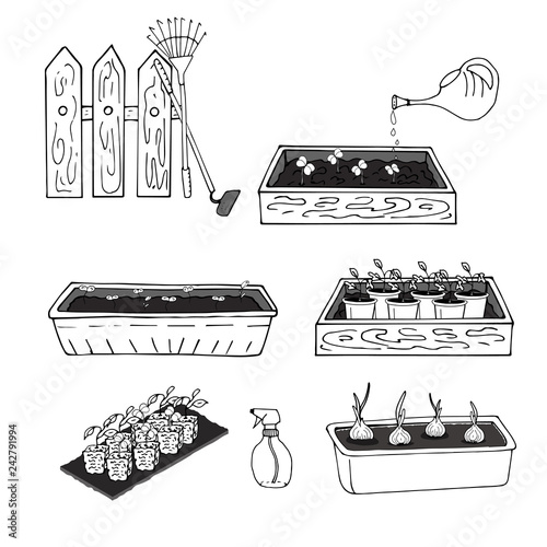 Black and white drawing of seedlings of plants in boxes and green onions. Vector