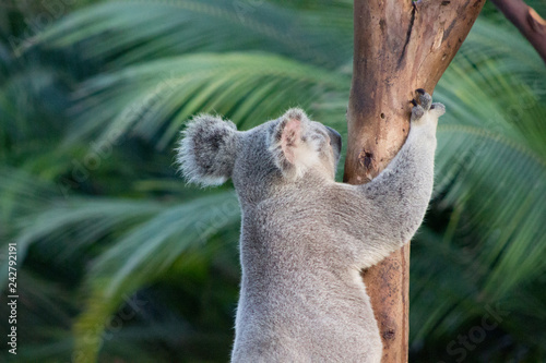 Canvas Print Koala