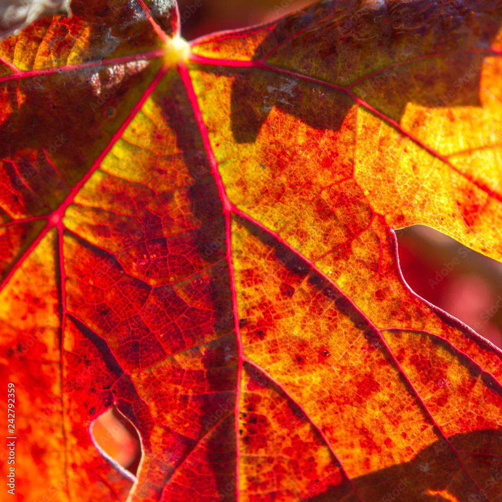 Obraz premium Tributaries - Close-up of autumn grape leaf details colorful veins that bring water and nutrients to the plant. Alexander Valley, California, USA