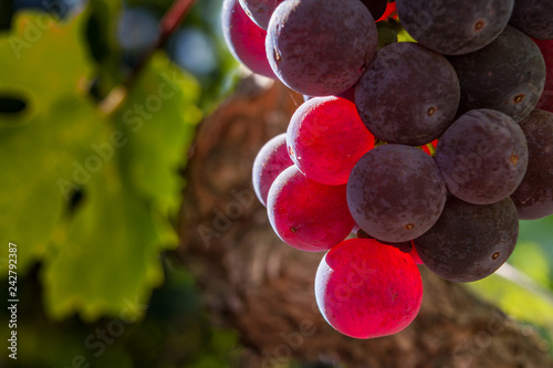 Second Crop Glow - Red grapes glow in the morning sunshine. Dry Creek Valley, Sonoma County, California, USA photo